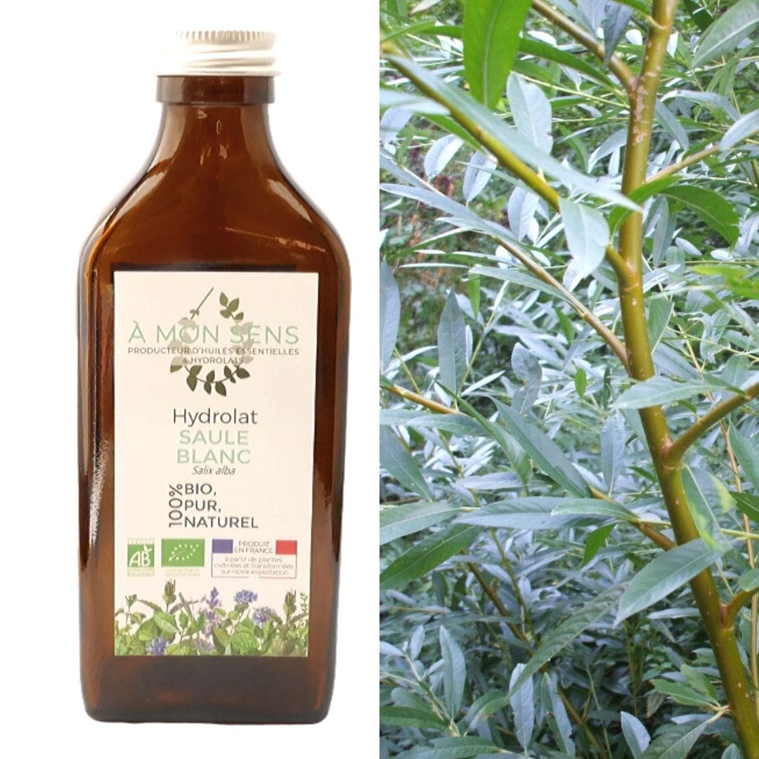 Hydrolat Bio de Tea tree de France - Producteur, distillateur